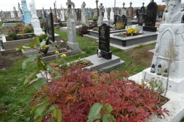 Меморіальні могили на цвинтарі в Бучачі з квітами та пам’ятниками.